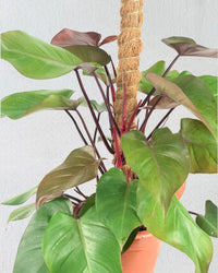 Philodendron Rojo Congo Plant - grow pot - Potted plant - Tumbleweed Plants - Online Plant Delivery Singapore