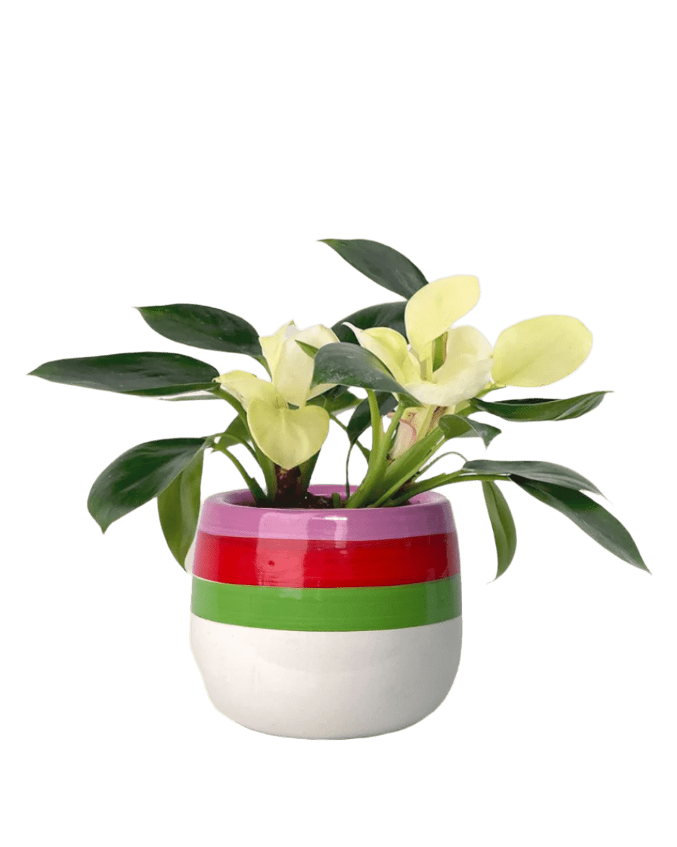 Philodendron White Congo paired with poppy planter