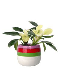 Philodendron White Congo paired with poppy planter