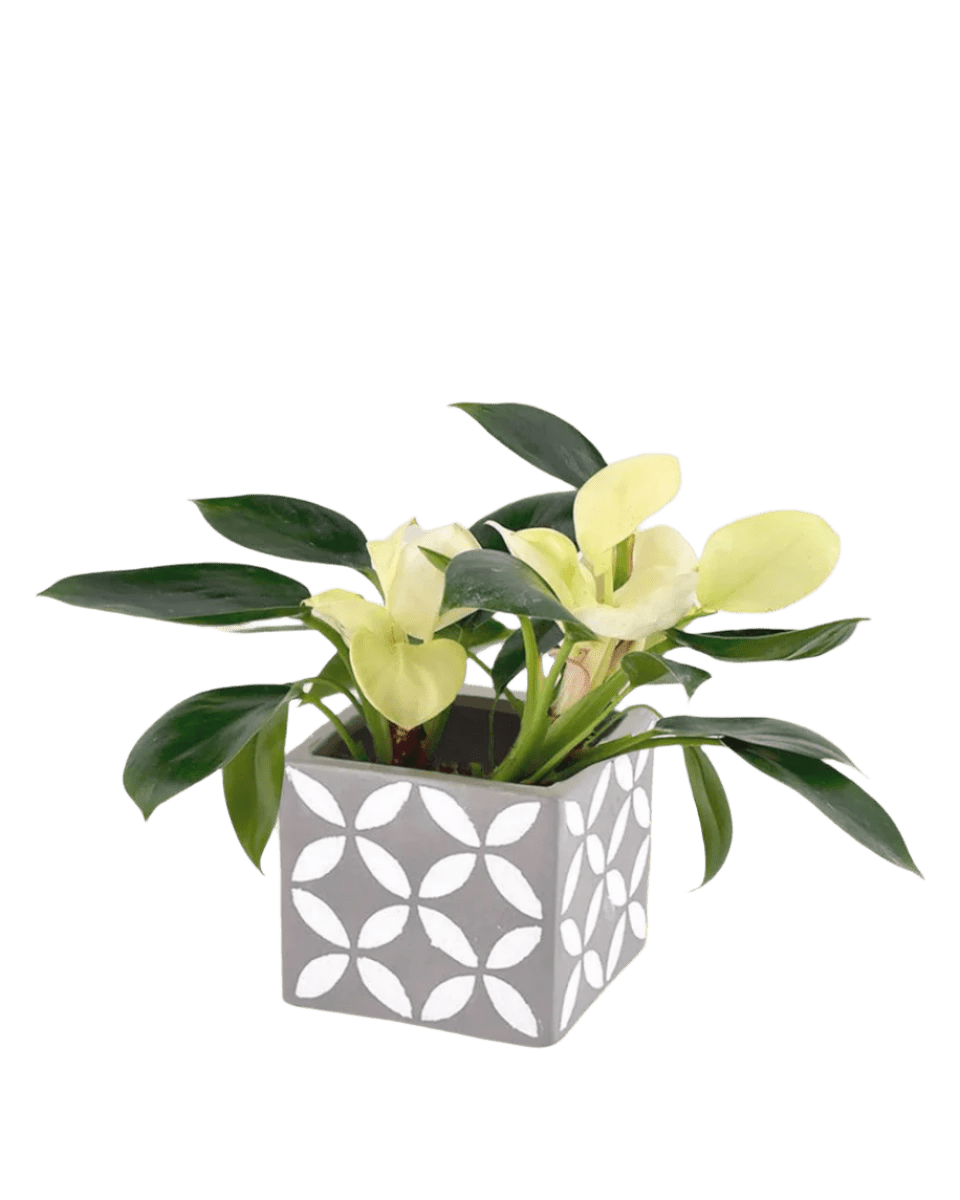 Philodendron White Congo paired with cement cube