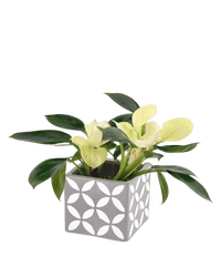 Philodendron White Congo paired with cement cube