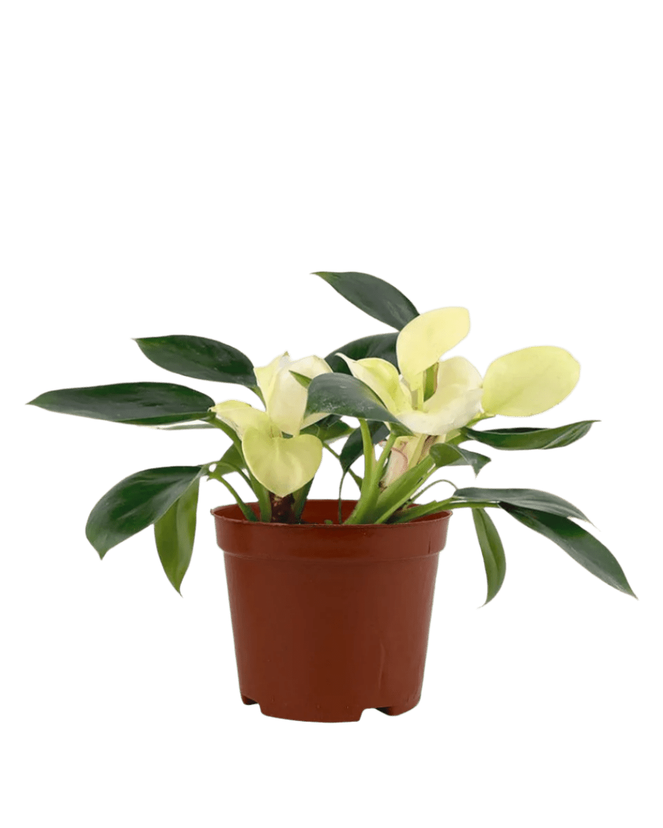 Philodendron White Congo in a grow pot