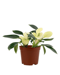 Philodendron White Congo in a grow pot