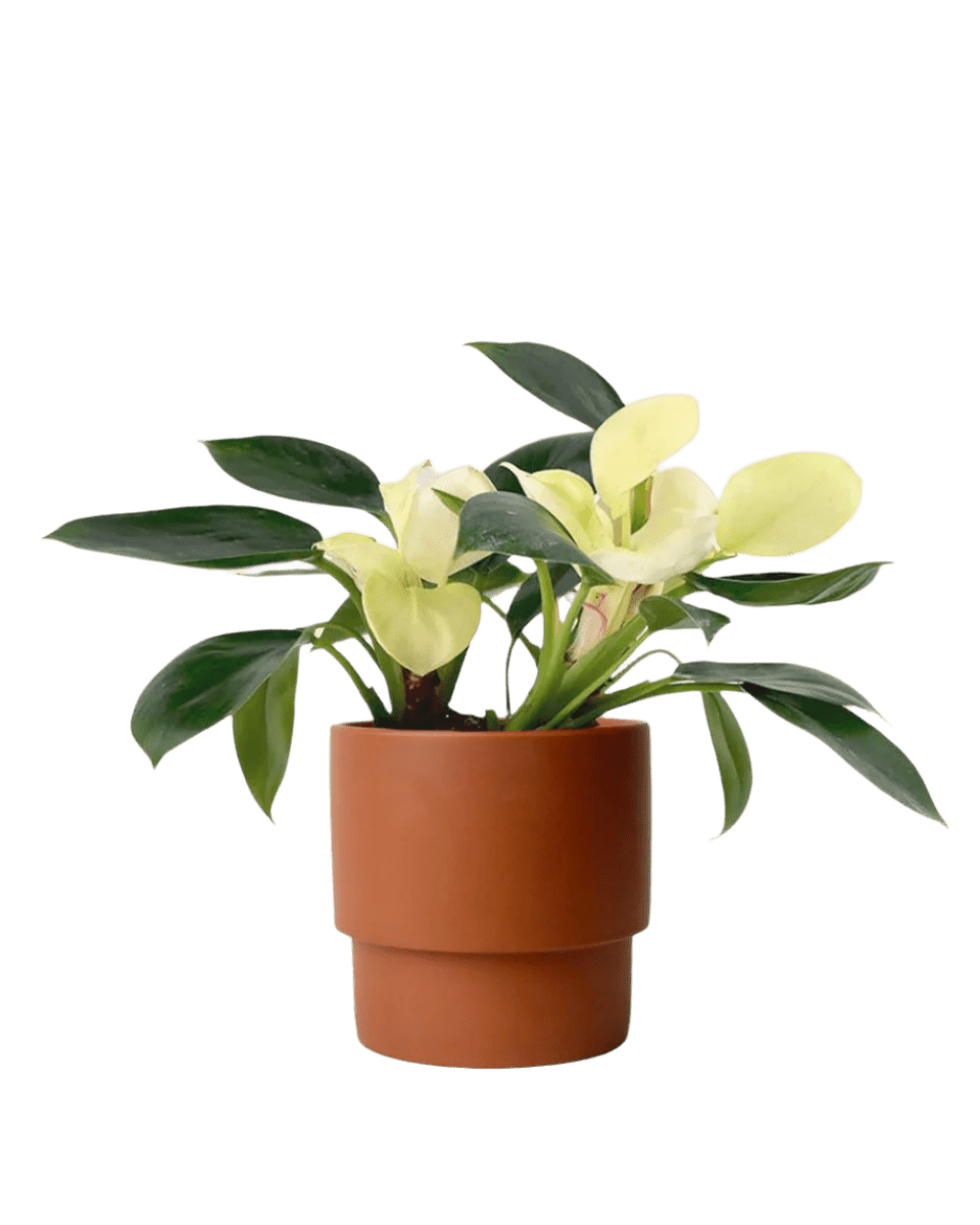 Philodendron White Congo paired with plinth pots - chestnut/large