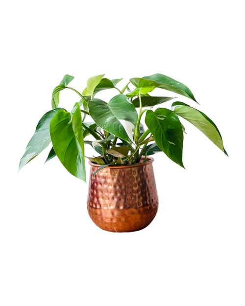 Philodendron White Princess - grow pot - Potted plant - Tumbleweed Plants - Online Plant Delivery Singapore