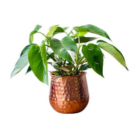 Philodendron White Princess