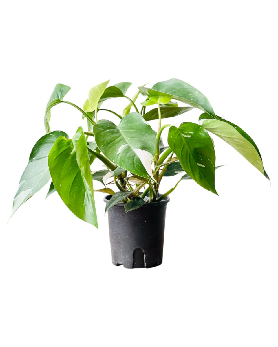 Philodendron White Princess - grow pot - Potted plant - Tumbleweed Plants - Online Plant Delivery Singapore