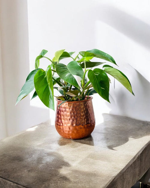 Philodendron White Princess - grow pot - Potted plant - Tumbleweed Plants - Online Plant Delivery Singapore