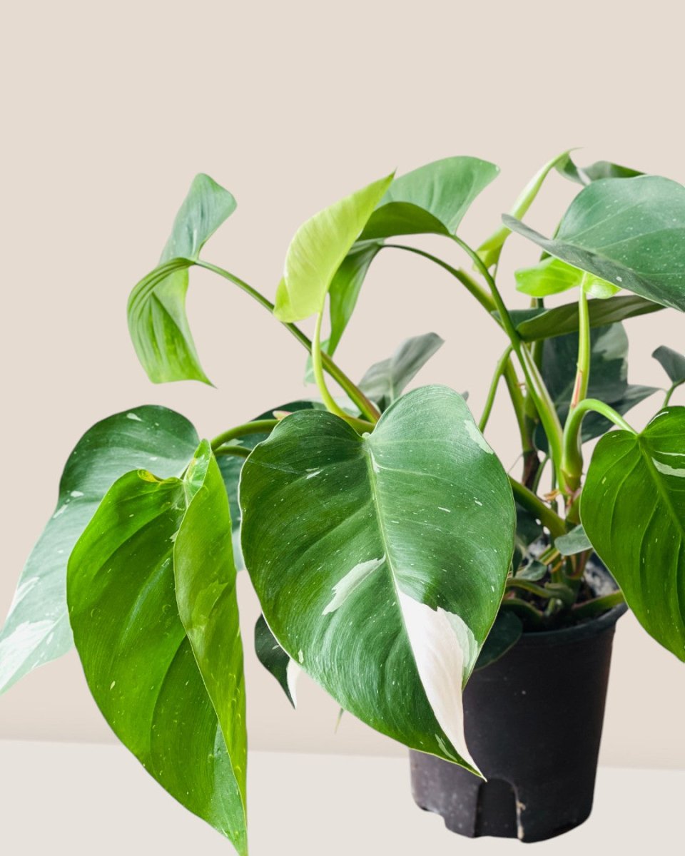 Philodendron White Princess - grow pot - Potted plant - Tumbleweed Plants - Online Plant Delivery Singapore