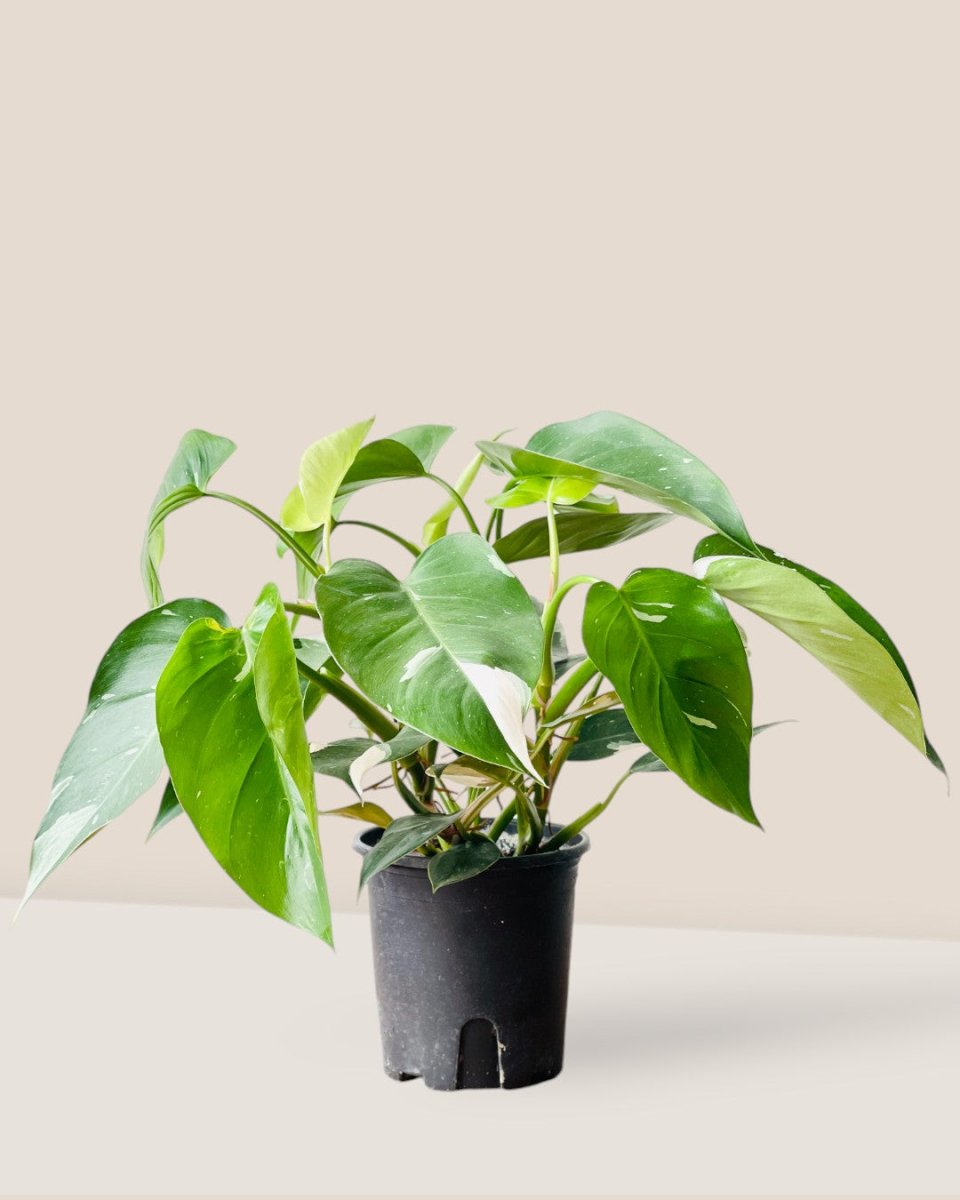 Philodendron White Princess - grow pot - Potted plant - Tumbleweed Plants - Online Plant Delivery Singapore