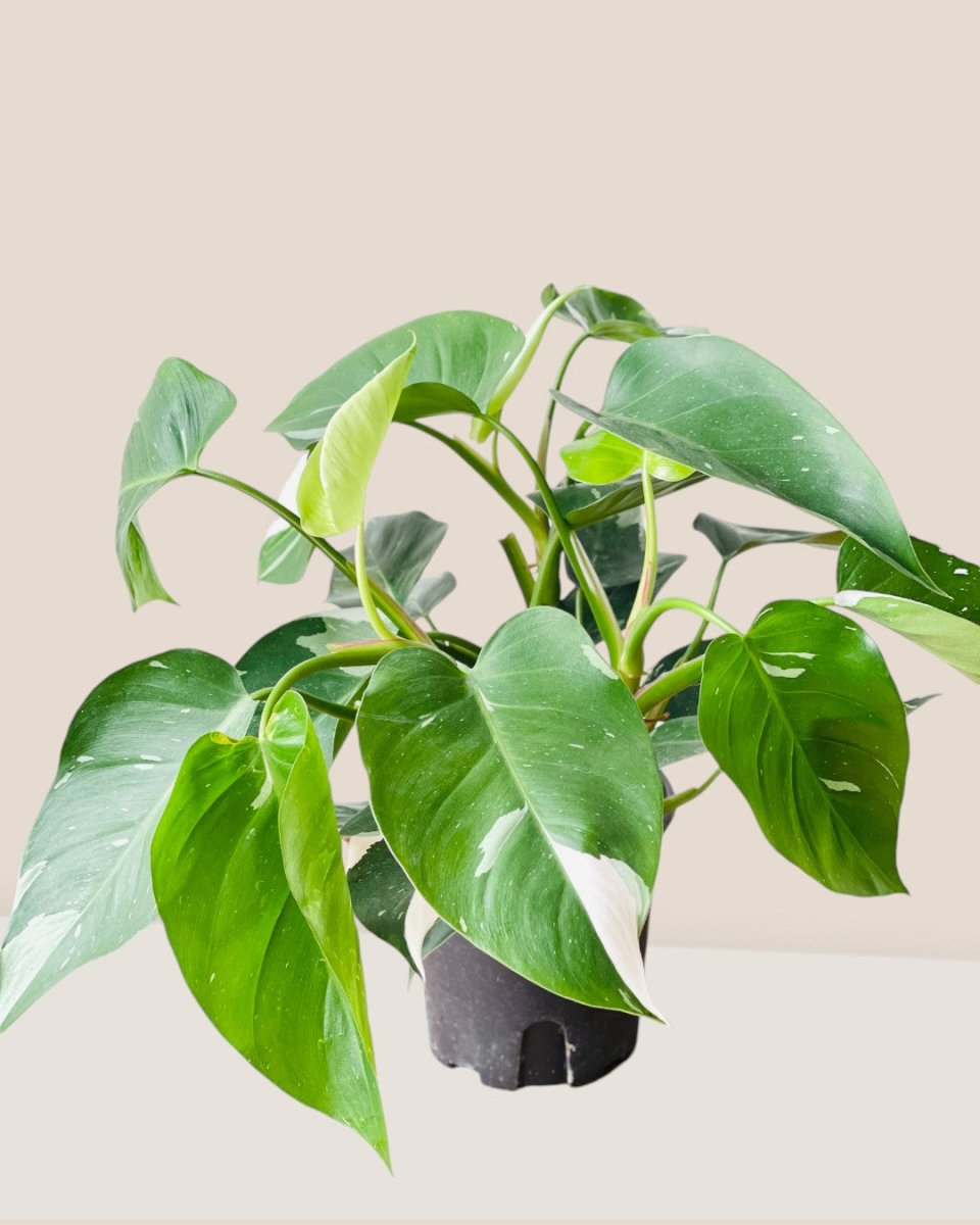 Philodendron White Princess - grow pot - Potted plant - Tumbleweed Plants - Online Plant Delivery Singapore