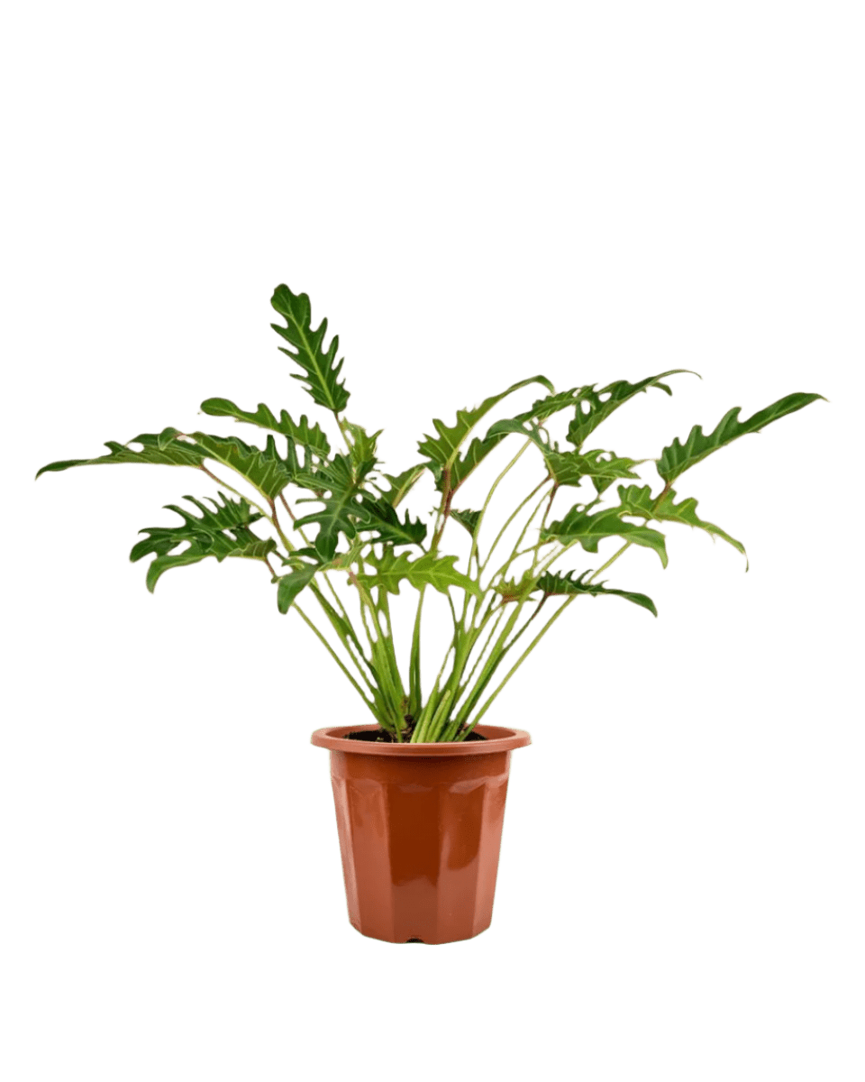 Philodendron Xanadu in a grow pot