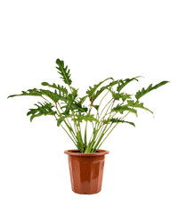 Philodendron Xanadu - Potted plant - GIFT - PHIL - GRW - 2733 - Tumbleweed Plants - Online Plant Delivery Singapore