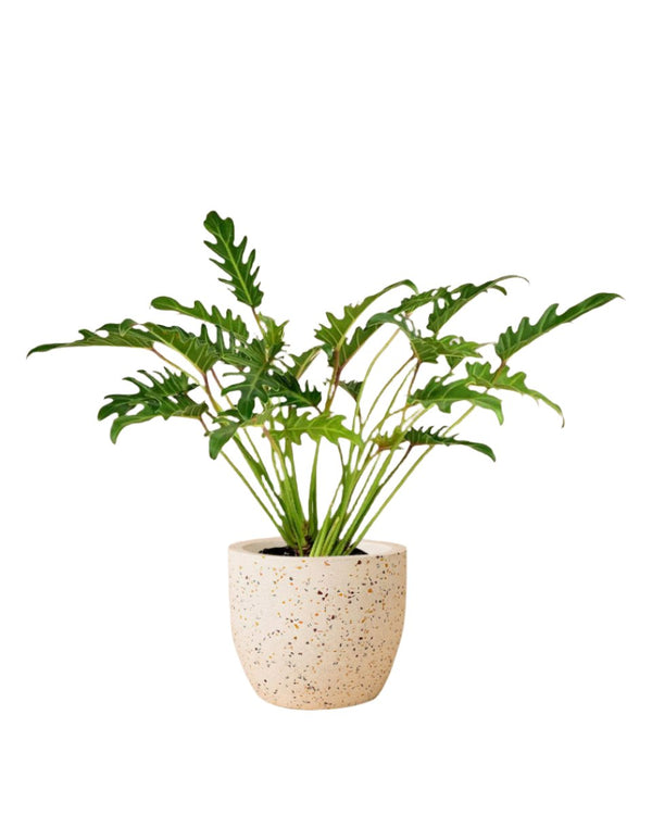 Philodendron Xanadu in Egg Pot - grow pot - Potted plant - Tumbleweed Plants - Online Plant Delivery Singapore