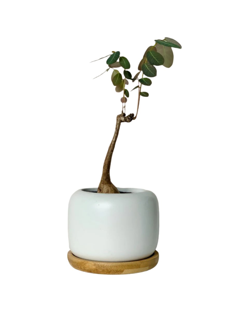 Matte white cement pot with wooden tray