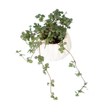 Pilea Glauca - geometric mini pot white - Potted plant - Tumbleweed Plants - Online Plant Delivery Singapore