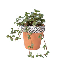 Pilea Glauca