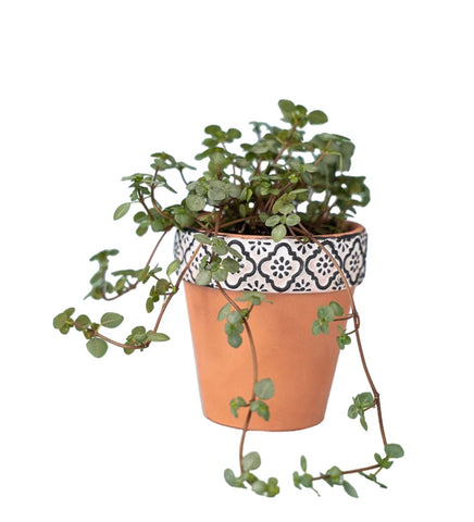 Pilea Glauca