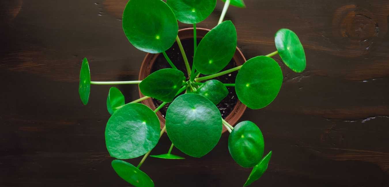 Pilea Plant Care Singapore