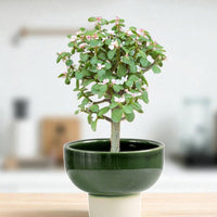 Pink Jade Bonsai Tree