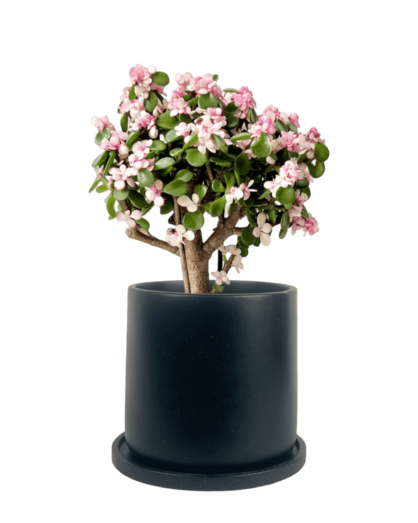 Pink Jade Bonsai Tree - Potted plant - POTT - PINK - GRW - 4855 - Tumbleweed Plants - Online Plant Delivery Singapore