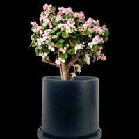 Pink Jade Bonsai Tree