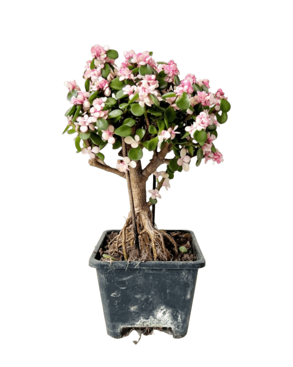 Pink Jade Bonsai Tree - Potted plant - POTT - PINK - GRW - 4855 - Tumbleweed Plants - Online Plant Delivery Singapore