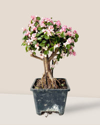 Pink Jade Bonsai Tree - grow pot - Potted plant - Tumbleweed Plants - Online Plant Delivery Singapore