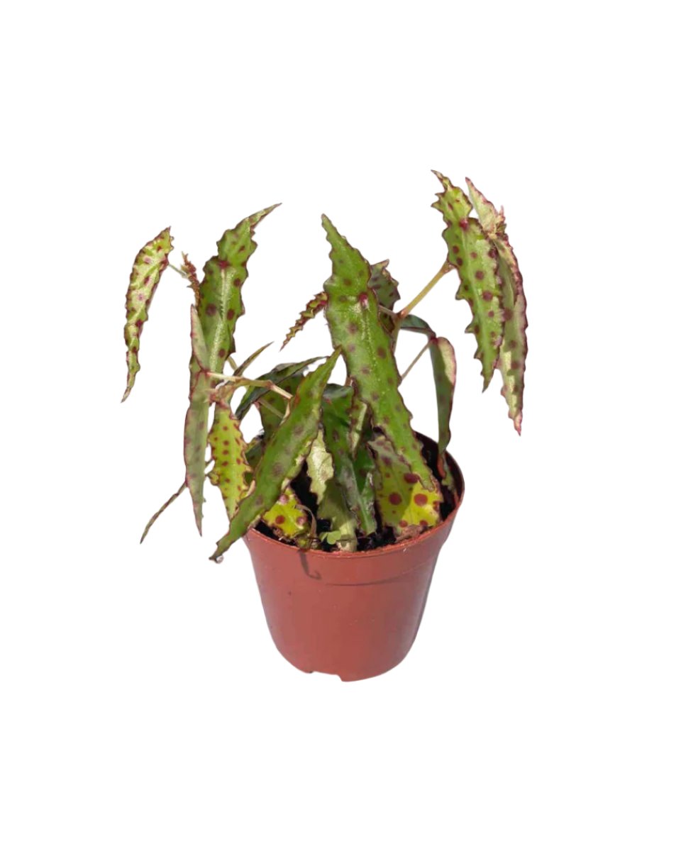 Pink Spotted Begonia in a grow pot