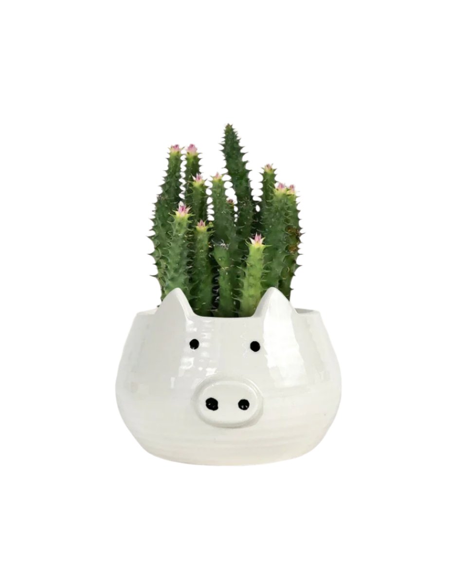 Pink Tip Succulent paired with piggy planter