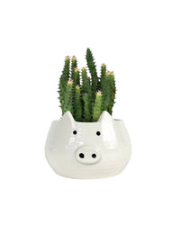 Pink Tip Succulent paired with piggy planter