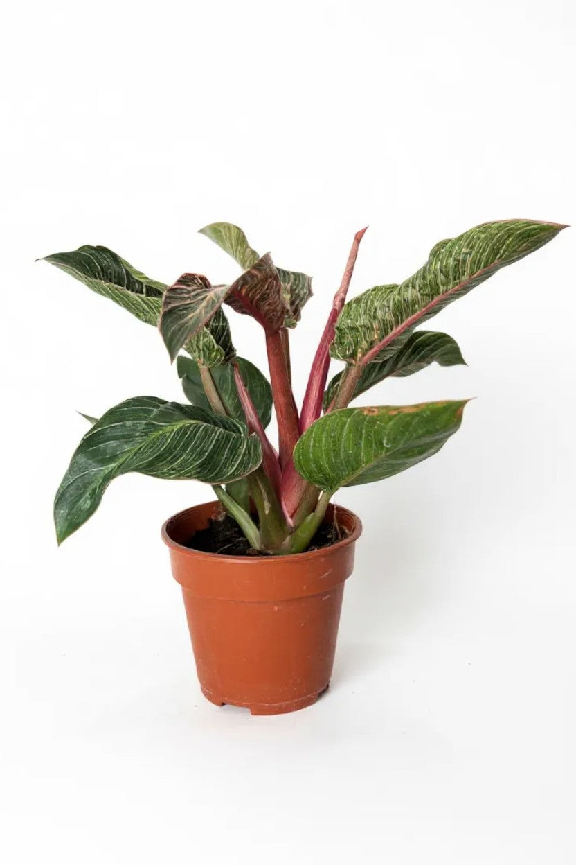 Philodendron Birkin - Pink - Potted plant -  Tumbleweed Plants