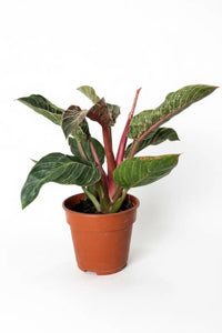 Philodendron Birkin - Pink - Potted plant -  Tumbleweed Plants