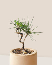 Pinus Thunbergii - decorative pot - Potted plant - Tumbleweed Plants - Online Plant Delivery Singapore