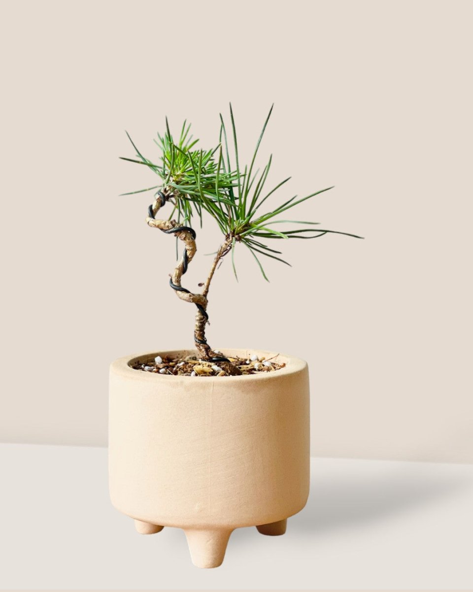 Pinus Thunbergii - decorative pot - Potted plant - Tumbleweed Plants - Online Plant Delivery Singapore