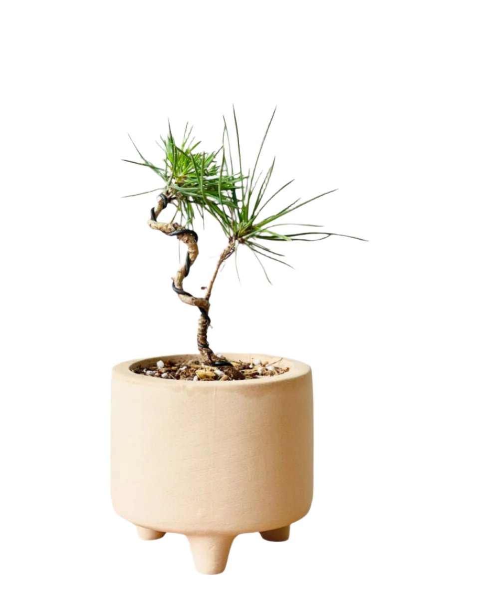 Pinus Thunbergii - decorative pot - Potted plant - Tumbleweed Plants - Online Plant Delivery Singapore