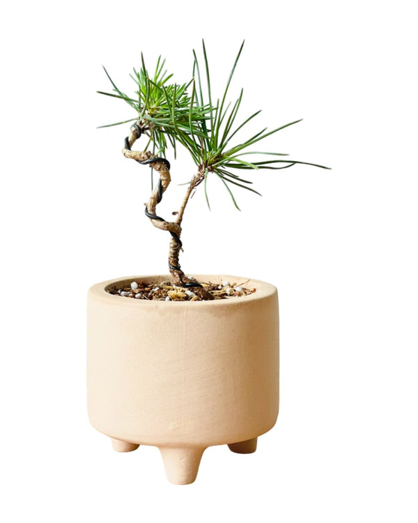 Pinus Thunbergii - decorative pot - Potted plant - Tumbleweed Plants - Online Plant Delivery Singapore