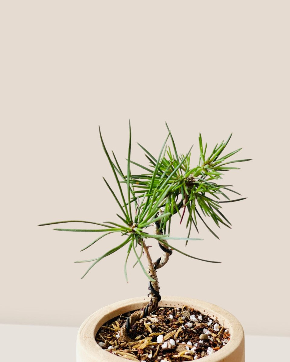 Pinus Thunbergii - decorative pot - Potted plant - Tumbleweed Plants - Online Plant Delivery Singapore