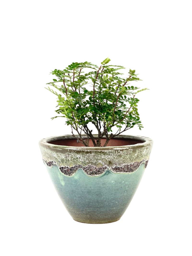 Pistacia Weinmannifolia - Potted plant - Tumbleweed Plants - Online Plant Delivery Singapore