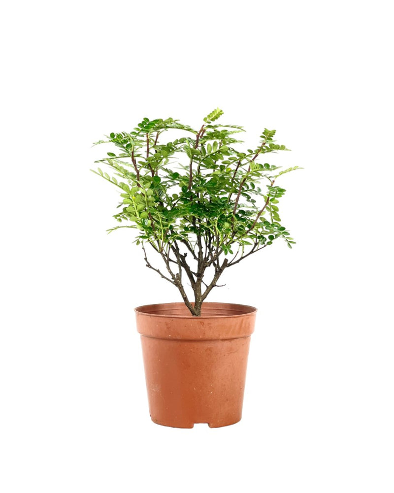 Pistacia Weinmannifolia - Potted plant - Tumbleweed Plants - Online Plant Delivery Singapore