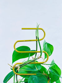 Plant Holder (4 pcs set) - gold - Plant holder - Tumbleweed Plants - Online Plant Delivery Singapore