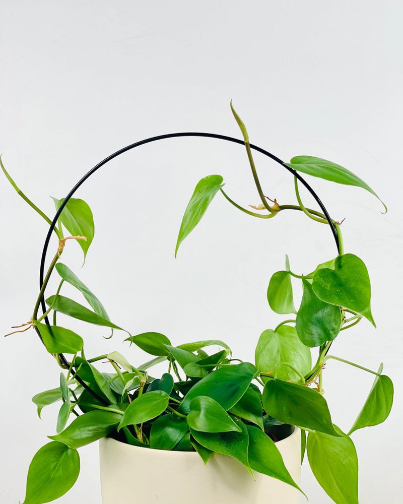 Plant Holder (Circle) - Tool - Tumbleweed Plants - Online Plant Delivery Singapore
