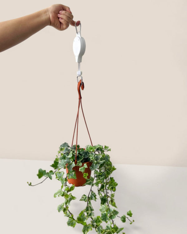 hanging plant accessories Plant Hook