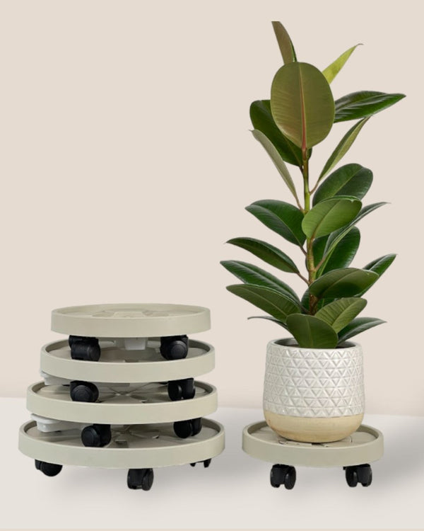 Plant Tray Trolley (Cream) - 23cm - Tray - Tumbleweed Plants - Online Plant Delivery Singapore