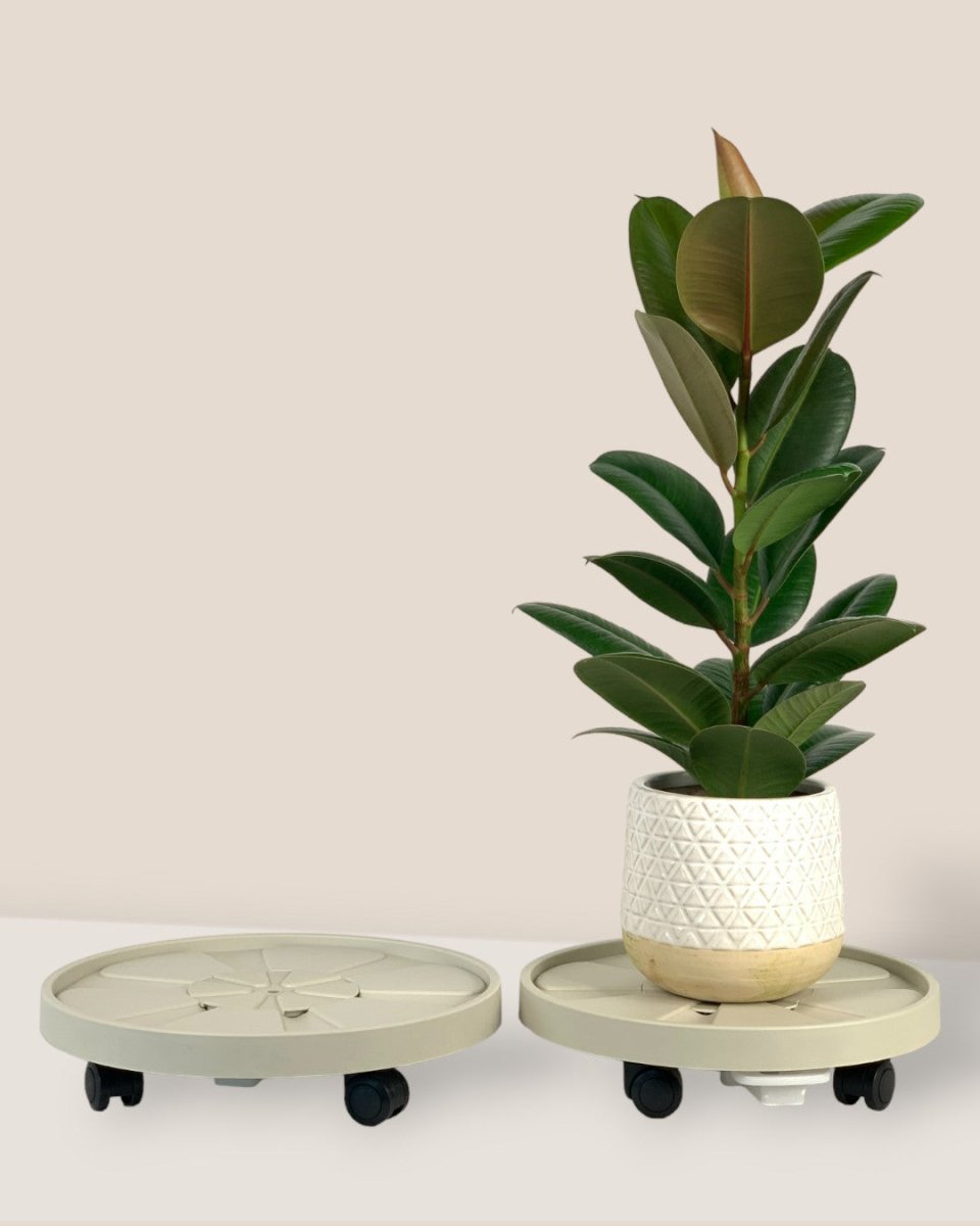 Plant Tray Trolley (Cream) - 32cm - Tray - Tumbleweed Plants - Online Plant Delivery Singapore