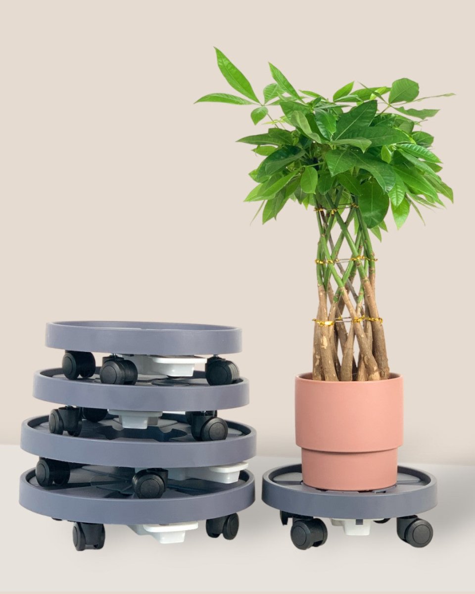 Plant Tray Trolley (Gray) - 23cm - Tray - Tumbleweed Plants - Online Plant Delivery Singapore