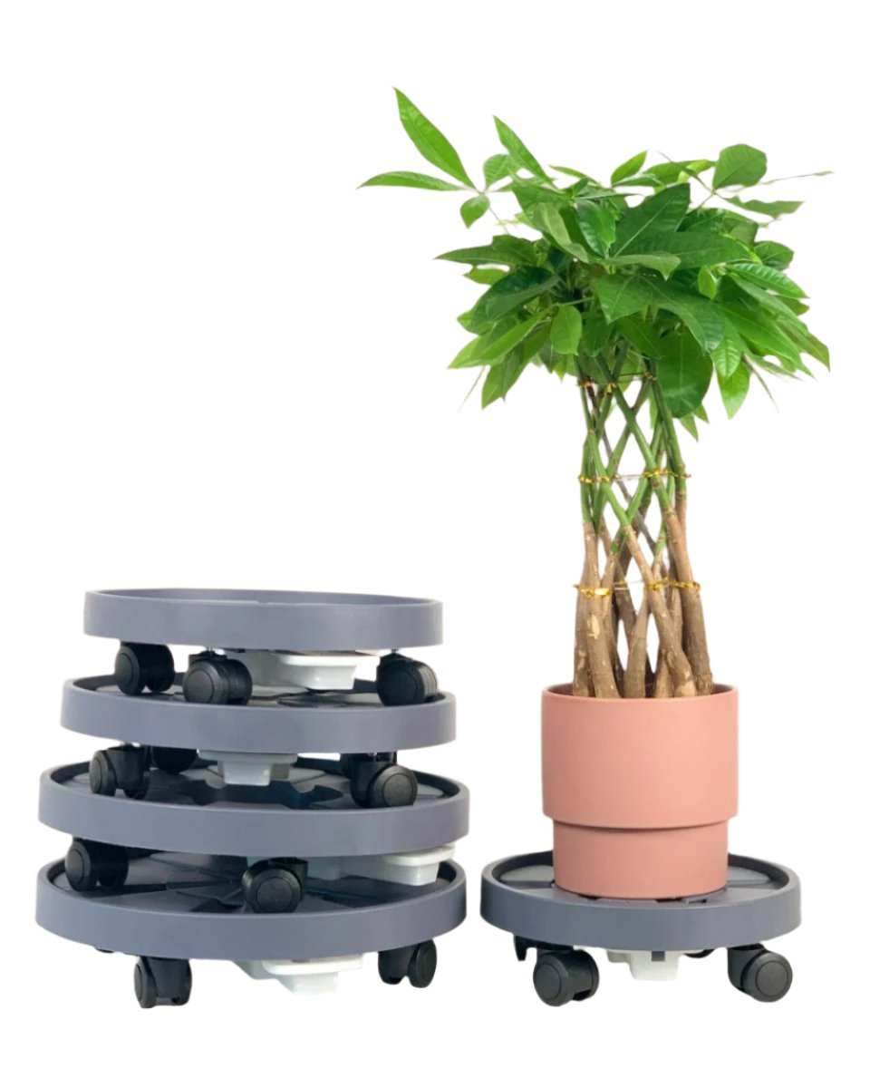 Plant Tray Trolley (Gray) - 23cm - Tray - Tumbleweed Plants - Online Plant Delivery Singapore