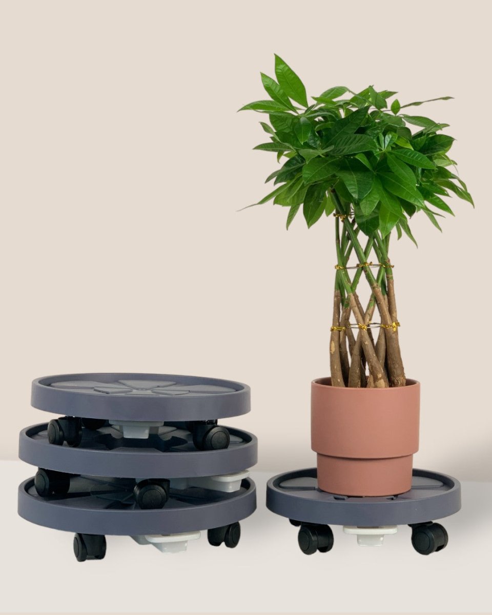 Plant Tray Trolley (Gray) - 25cm - Tray - Tumbleweed Plants - Online Plant Delivery Singapore