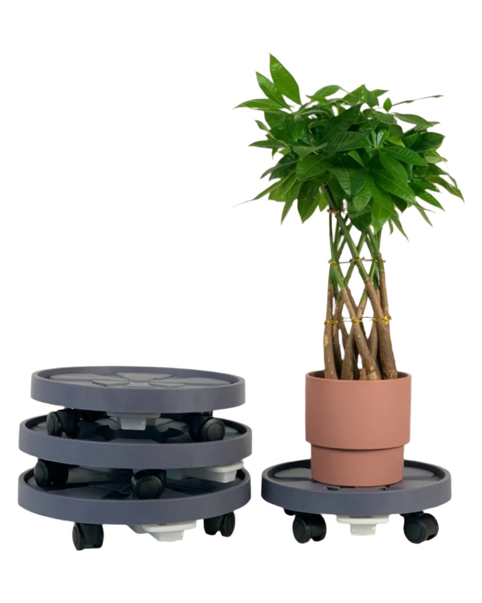 Plant Tray Trolley (Gray) - 25cm - Tray - Tumbleweed Plants - Online Plant Delivery Singapore