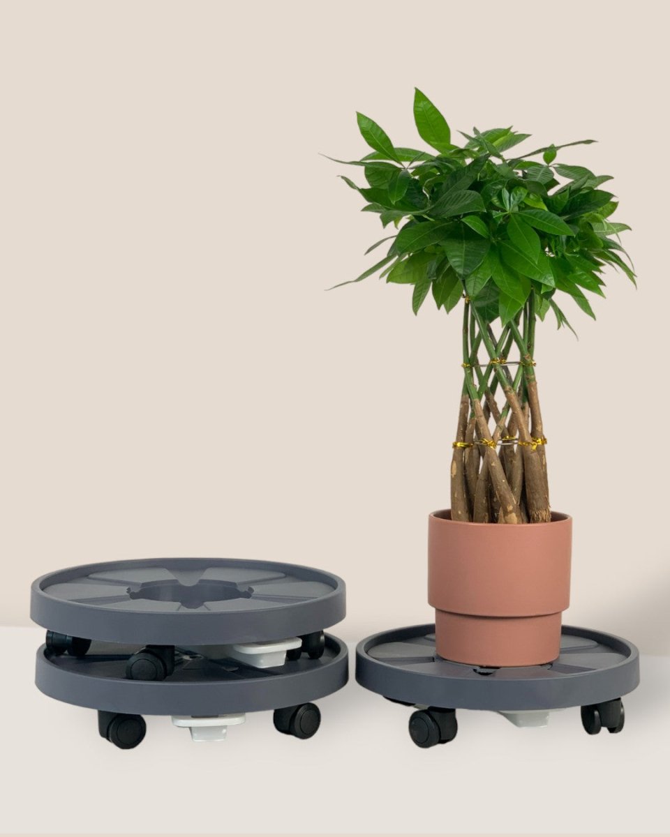 Plant Tray Trolley (Gray) - 28cm - Tray - Tumbleweed Plants - Online Plant Delivery Singapore